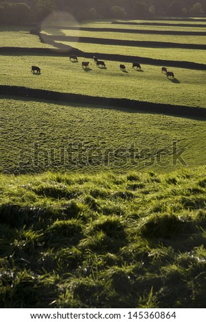 Cows on pasture in Yorkshire Dales Yorkshire England