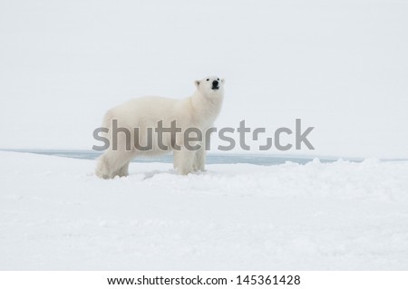 Polar bear north of Spitsbergen (Svalbard) close to the North Pole Norway