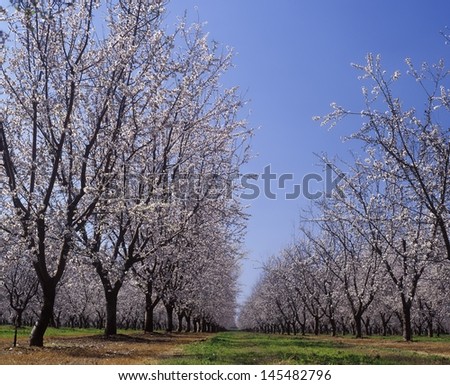 Almond Orchard in blossom LeGrand Merced County California