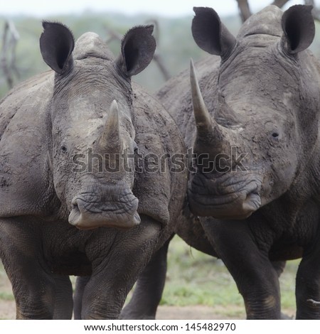 Two rhinoceros walk side by side