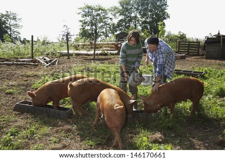 Father and young boy feeding pigs in sty