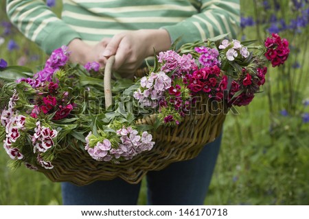 Closeup midsection of a woman holding basket of flowers
