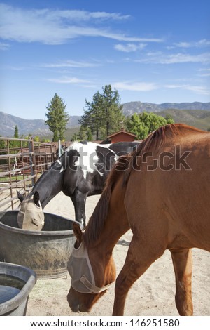 Horses feeding from buckets
