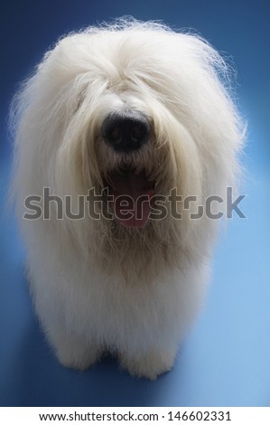 Old English Sheepdog sticking out tongue on blue background