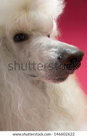 Closeup of White Standard Poodle looking away on pink background