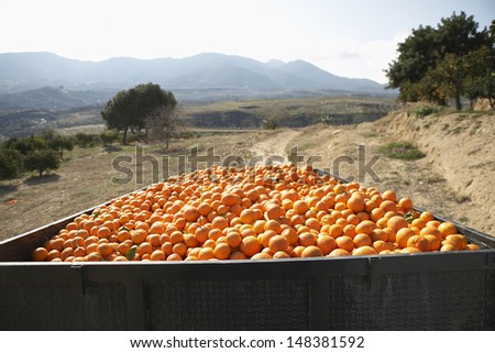 Heap of oranges in trailer on farm