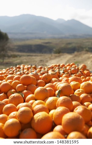 Heap of oranges in farm