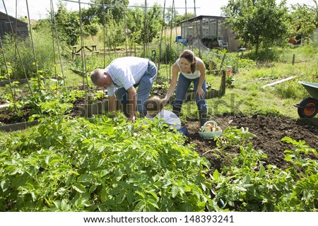 Boy with mother and grandfather gardening together in community garden