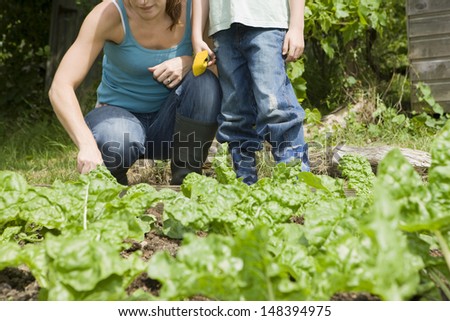 Mother and son gardening together in an allotment