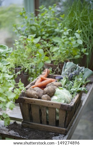 Wooden crate of fresh vegetables in greenhouse
