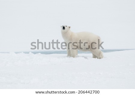 Polar bear north of Spitsbergen (Svalbard) close to the North Pole Norway