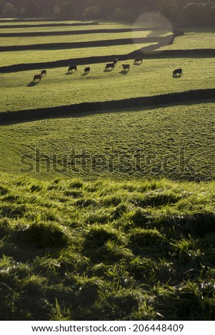 Cows on pasture in Yorkshire Dales, Yorkshire, England