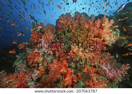 School of sea goldies amongst soft coral reef