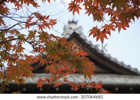Japan, Kyoto, Tenju-an Temple roof with Japanese maple tree in foreground, Autumn