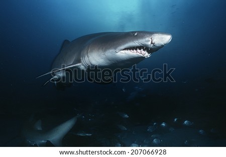 Sand tiger shark (carcharias taurus), underwater view