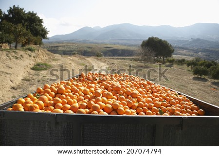 Heap of oranges in trailer on farm