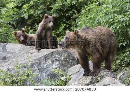 USA, Alaska, three Brown Bears on rocks