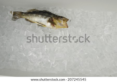 One Fish on Ice