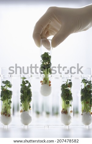 Closeup of a hand holding test tube containing cress seedlings against white background