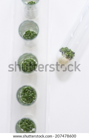 Cress seedlings growing in petri dishes, view from above