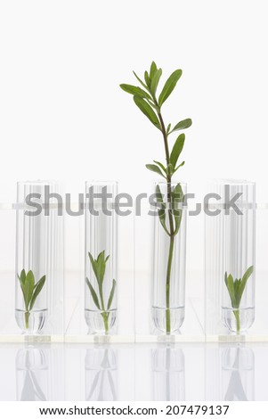 Large plant with three small plants in test tubes
