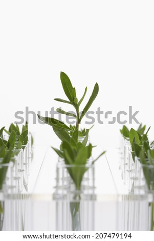 Plant seedlings in glasses