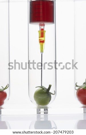 Syringe injecting green tomato in test tube