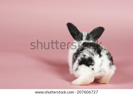 Rear view of a pet rabbit against pink background