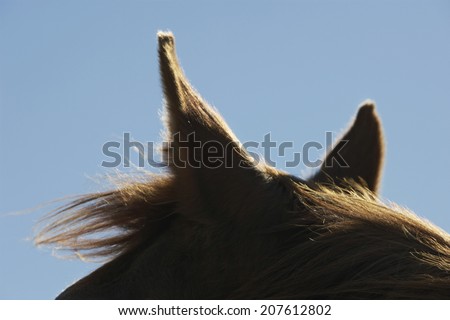 Closeup of a brown horse\'s ears against the sky