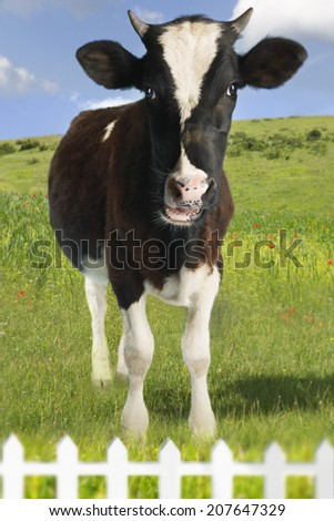 Portrait of a cow standing in green field behind fence