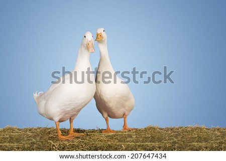 Portrait of two geese standing against clear blue sky