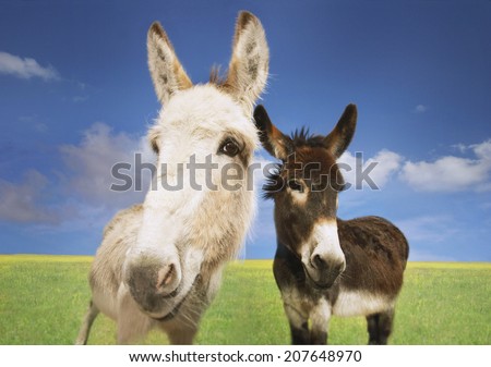 Portrait of white and brown donkeys in the field against sky