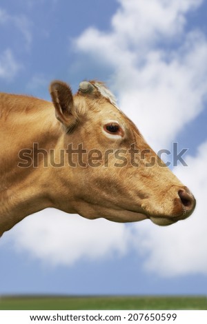 Closeup side view of a brown cow in field against sky and clouds