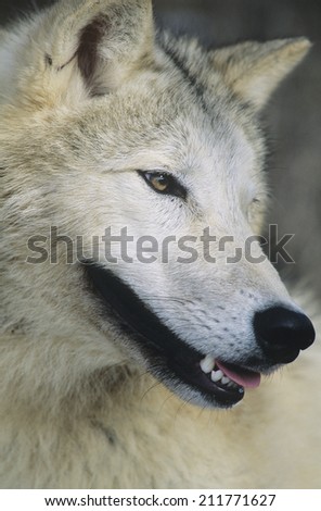 Wolf close-up of head