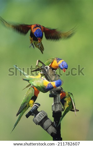 Five Rainbow Lorrikeets playing with garden hose