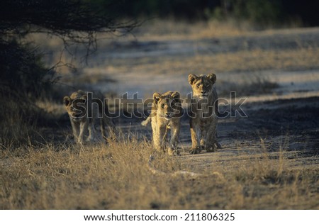 Three Lions hunting on savannah