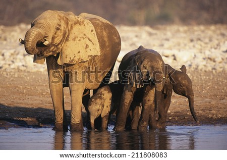 African Elephant (Loxodonta Africana) with three young at waterhole