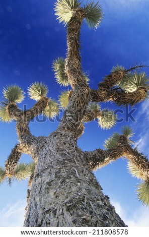 Prickly tree low angle view