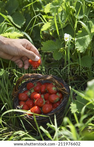 Closeup of a hand picking strawberries