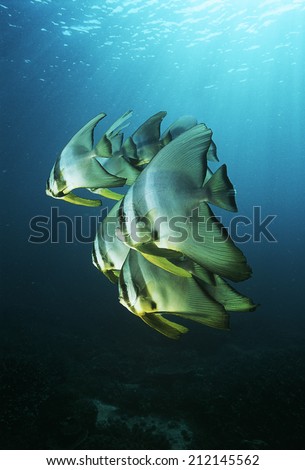 Raja Ampat, Indonesia, Pacific Ocean, juvenile batfish (Platax teira) swimming under surface of ocean