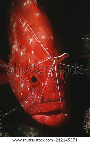 Mozambique, Indian Ocean, tomato rockcod (Cephalophlis sonnerati) being cleaned by cleaner shrimp (Lysmata amboinensis), close-up