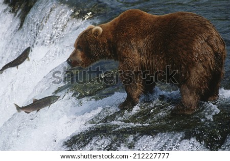 Canada, grizzly bear standing in river looking at salmon