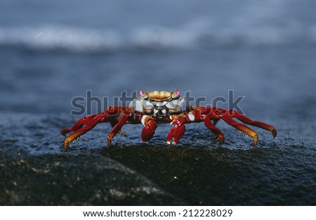 Ecuador, Galapagos Islands, Sally Lightfoot Crab on rock, close up