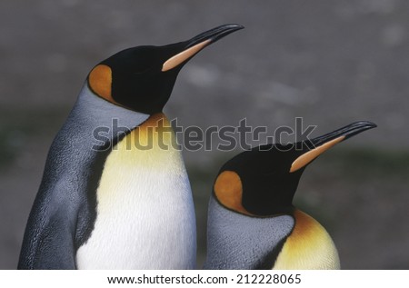 UK, South Georgia Island, two King Penguins standing side by side, close up, side view