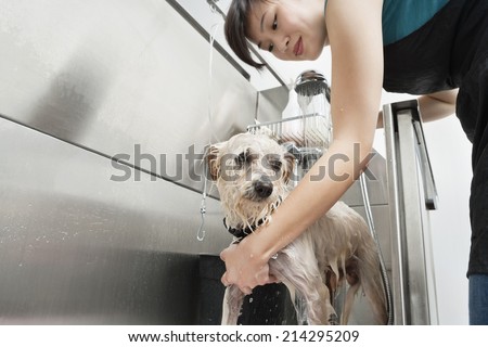 Woman pet groomer cleaning dog in sink