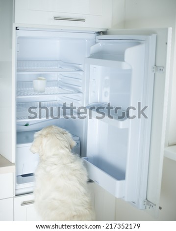 Dog searching food in empty refrigerator
