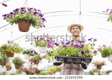 Happy gardener holding flower pots in crate at greenhouse