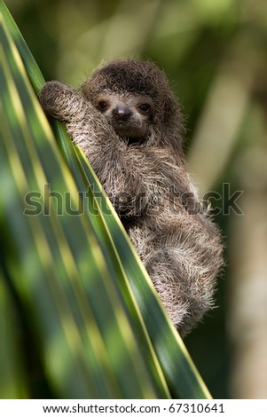 cute little baby three-toed sloth, looking at you
