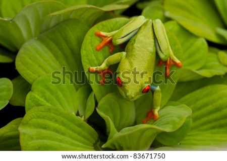 Red eyed tree frog on leafy background