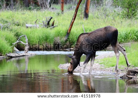 Animal of any kind! Been what YOU want! (Needs Members) Stock-photo-female-moose-drinking-from-running-stream-with-reflection-41518978